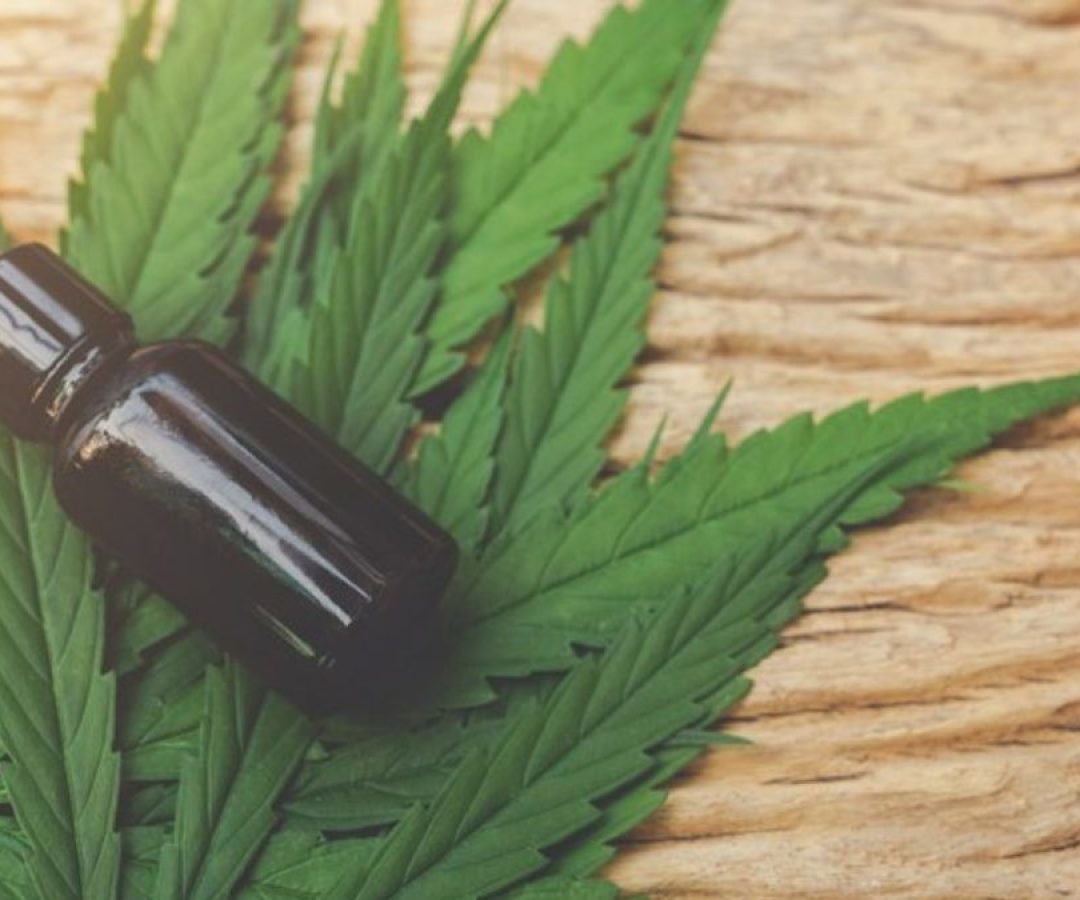 ilha-news-cannabis-unesp-ilha-solteira