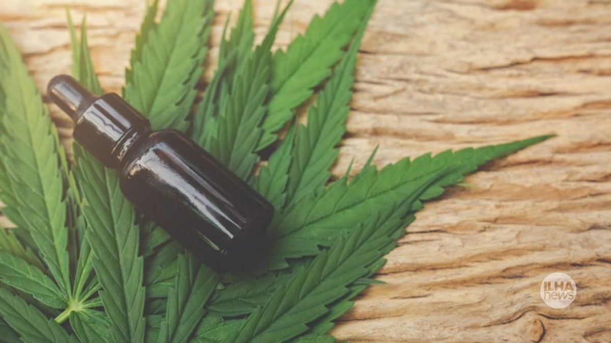 ilha-news-cannabis-unesp-ilha-solteira