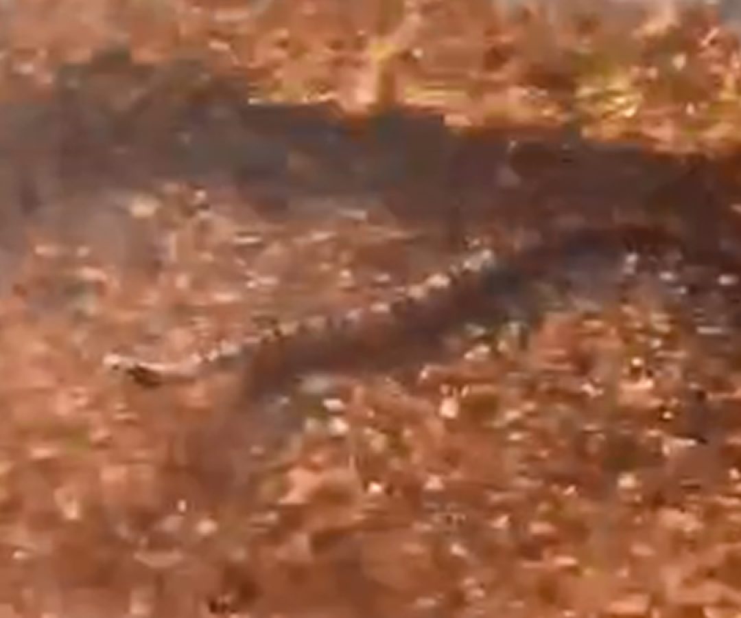 ilha-news-cobra-nadando-praia-catarina-ilha-solteira