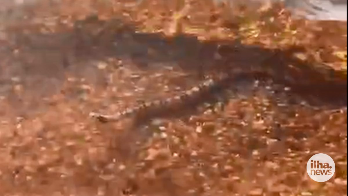 ilha-news-cobra-nadando-praia-catarina-ilha-solteira