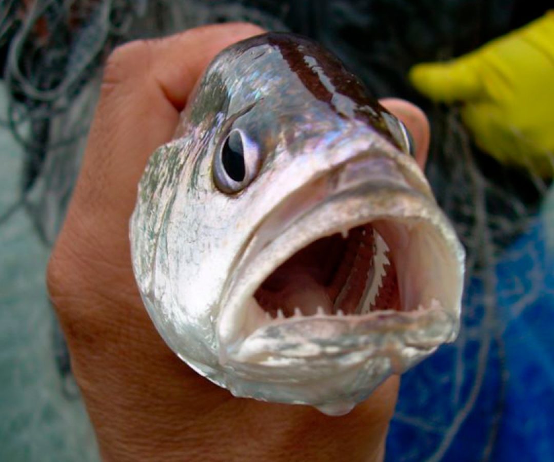 ilha-news-corvina-pesquisadores-unesp-ilha-solteira-fapesp