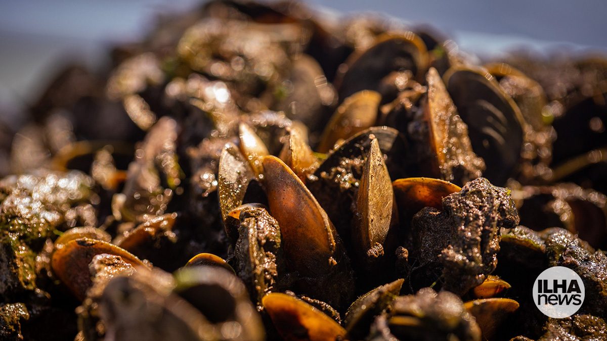 ilha-news-ctg-brasil-mexilhao-dourado-uhe-ilha-solteira