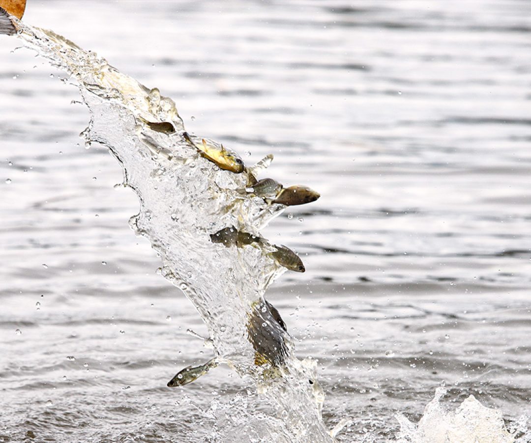 ilha-news-ctg-brasil-solta-750-mil-peixes-usina-hidreletrica-ilha-solteira