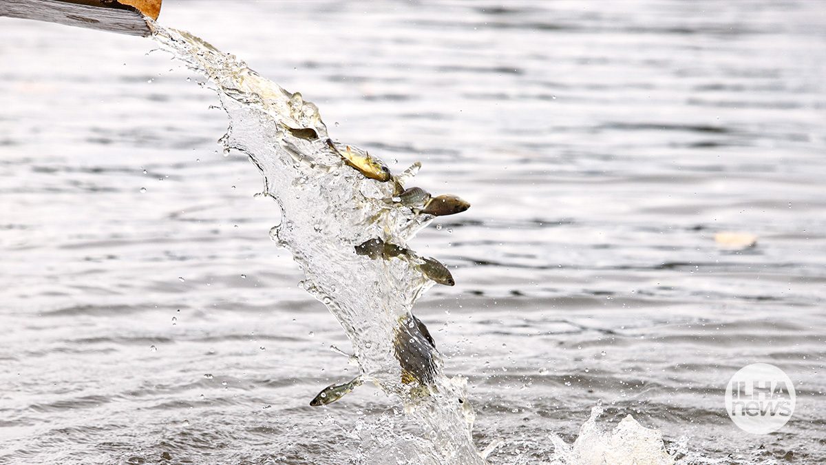 ilha-news-ctg-brasil-solta-750-mil-peixes-usina-hidreletrica-ilha-solteira