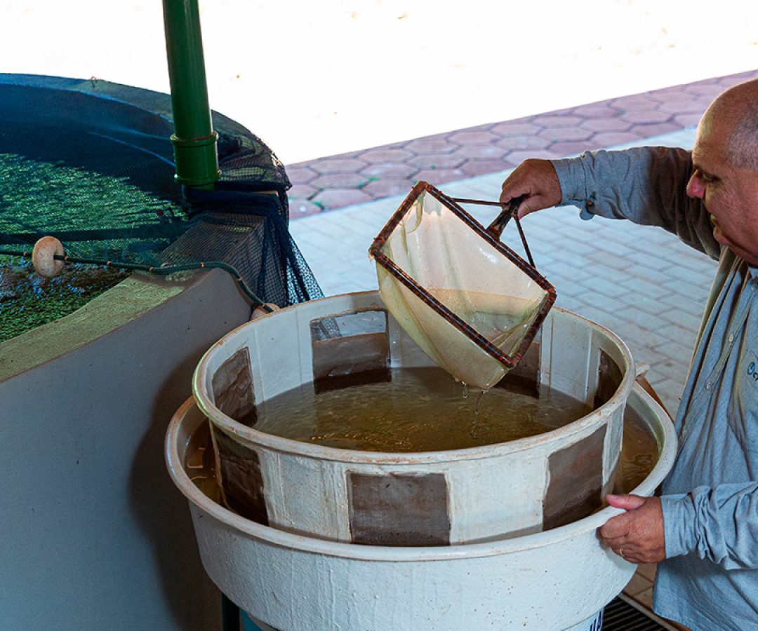 ilha-news-ctg-brasil-solta-peixes-ilha-solteira