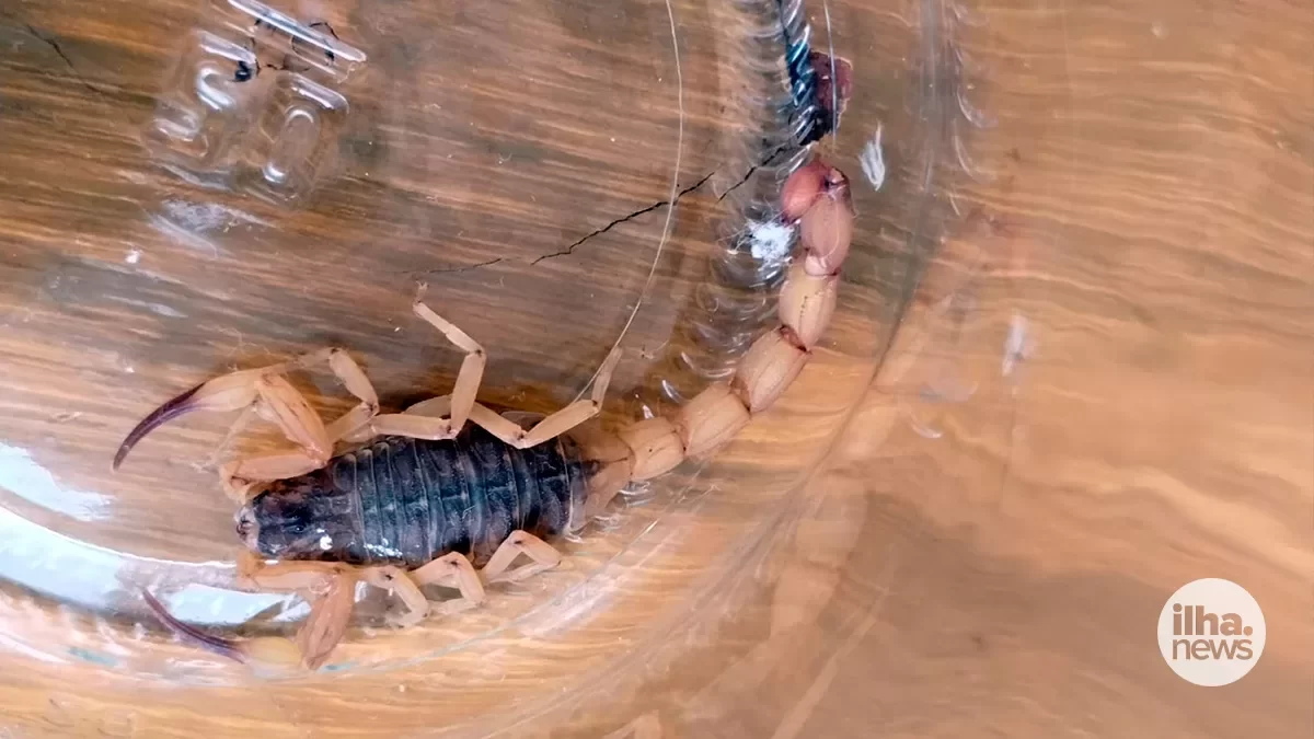 ilha-news-escorpiao-morumbi-ilha-solteira