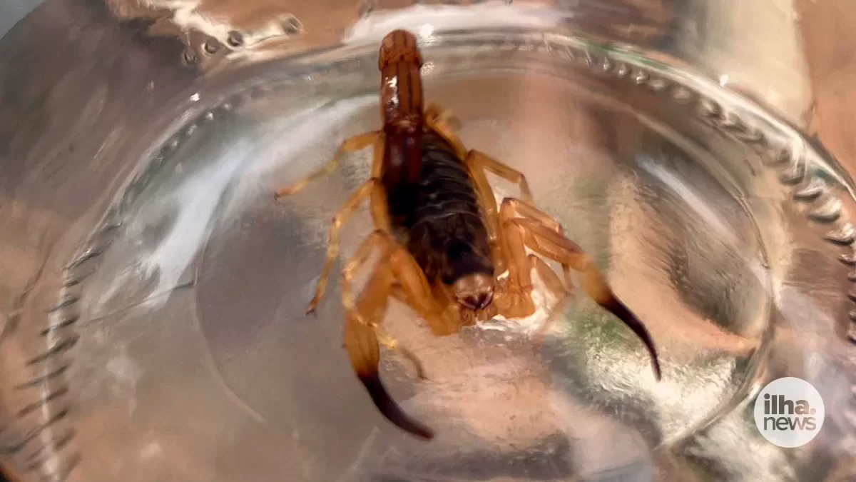 ilha-news-escorpiao-rua-passo-fundo-bairro-morumbi-ilha-solteira