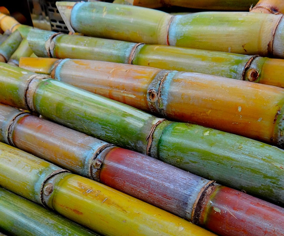 ilha-news-furto-cana-de-acucar-ilha-solteira