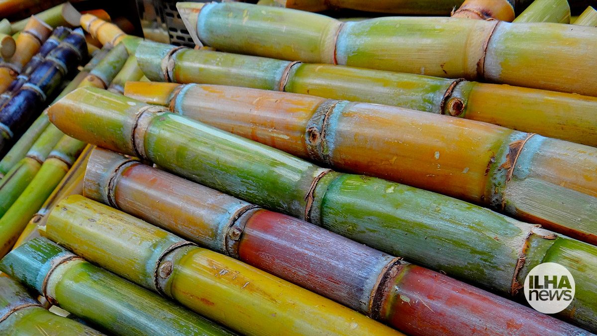 ilha-news-furto-cana-de-acucar-ilha-solteira