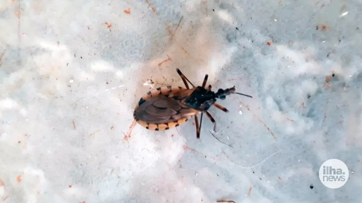 ilha-news-inseto-barbeiro-bairro-morumbi-ilha-solteira