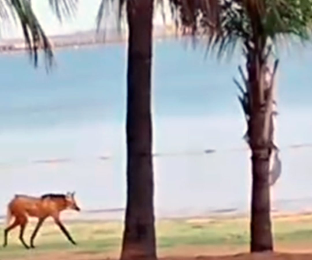 ilha-news-lobo-guara-praia-catarina-ilha-solteira