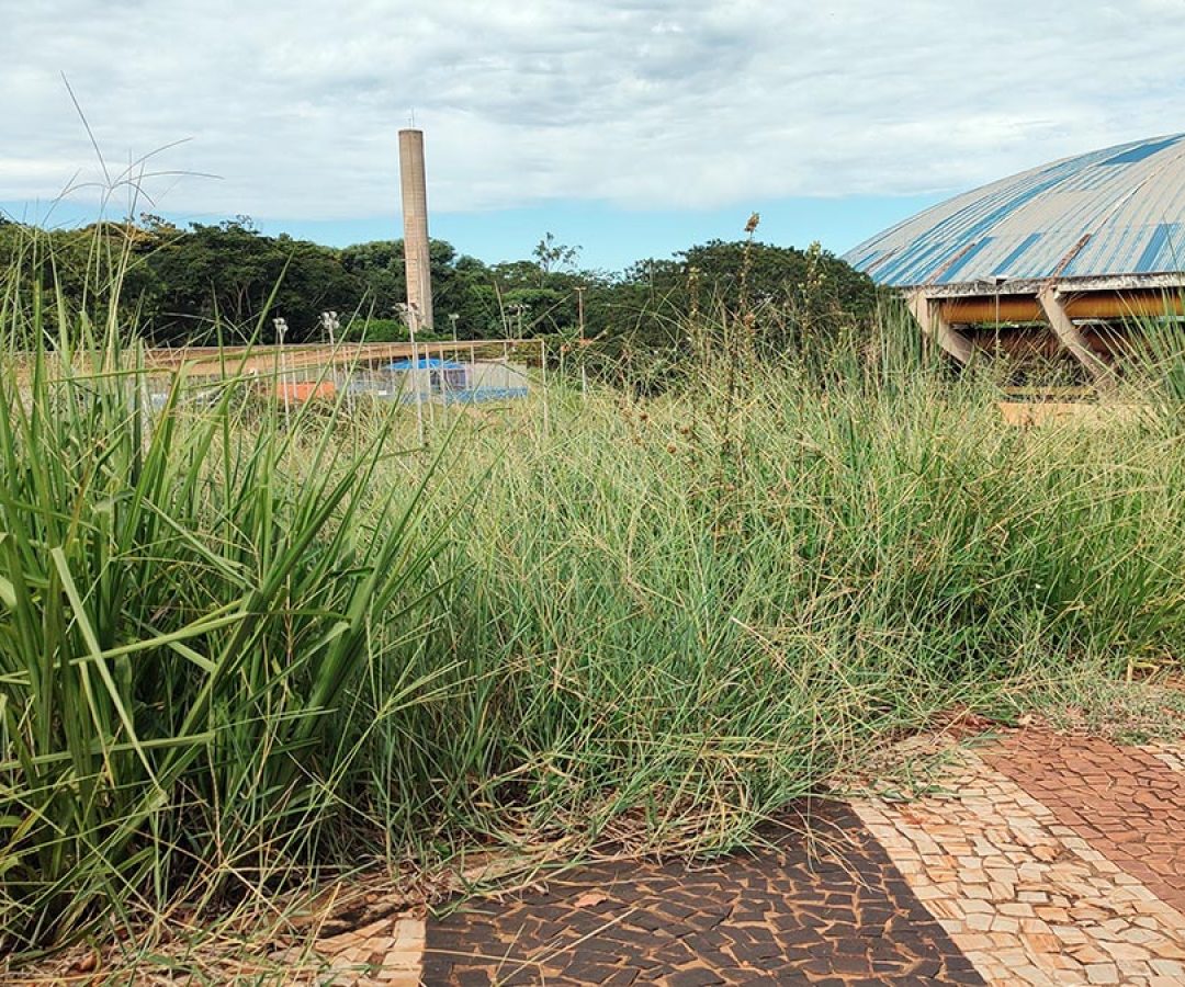 ilha-news-mato-alto-ilha-solteira
