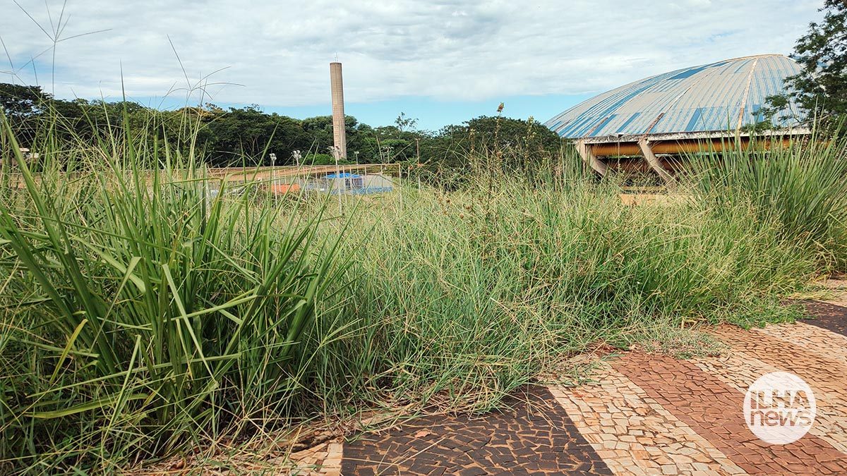 ilha-news-mato-alto-ilha-solteira