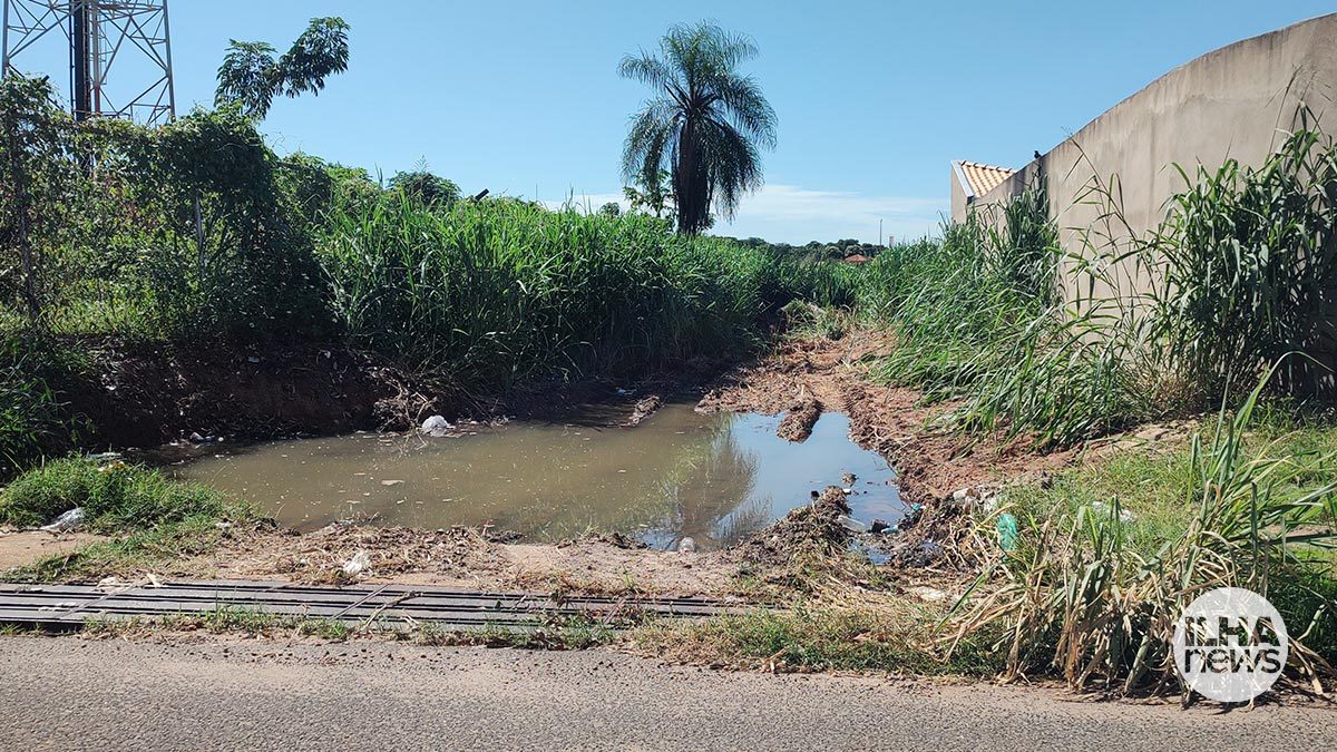 ilha-news-mato-guarda-municipal-ilha-solteira