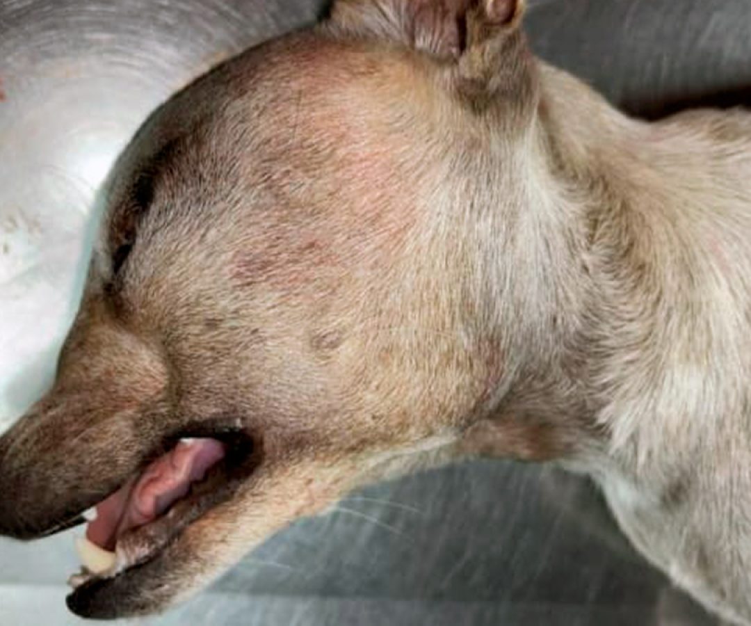 ilha-news-pinsher-morto-ilha-solteira