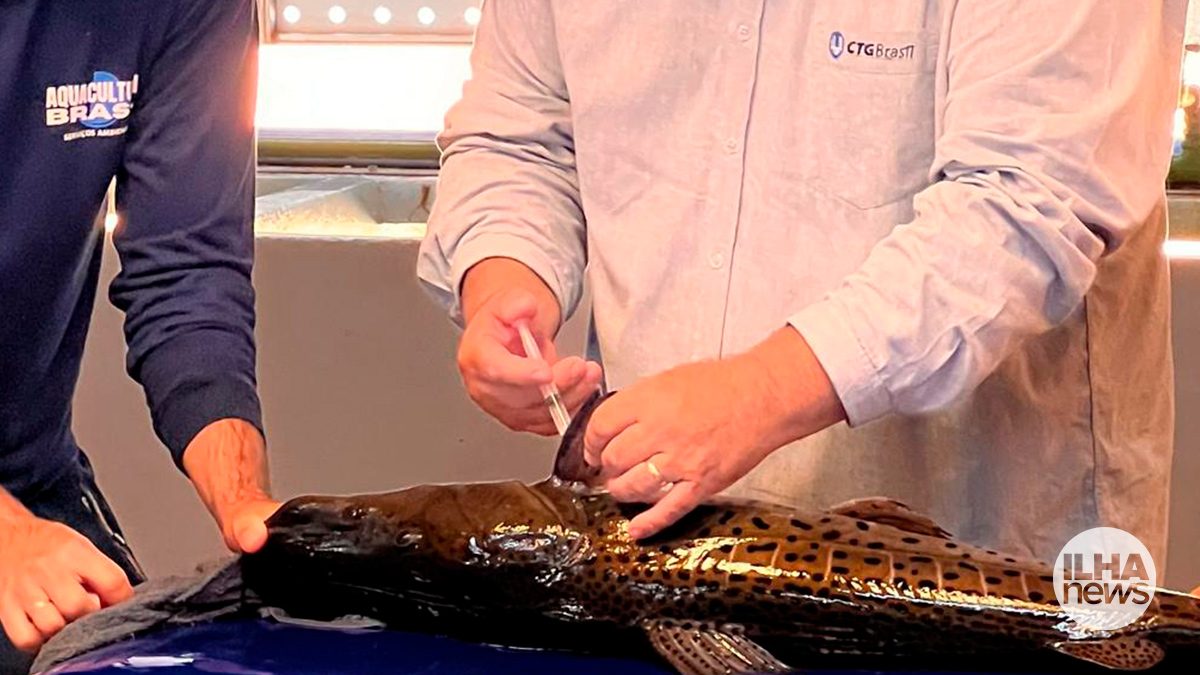 ilha-news-pintado-ctg-brasil-uhe-ilha-solteira