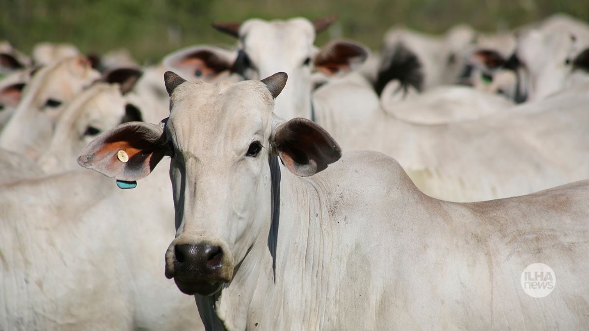 ilha-news-proprietario-de-gado-indenizar-dono-plantacao-nhandeara