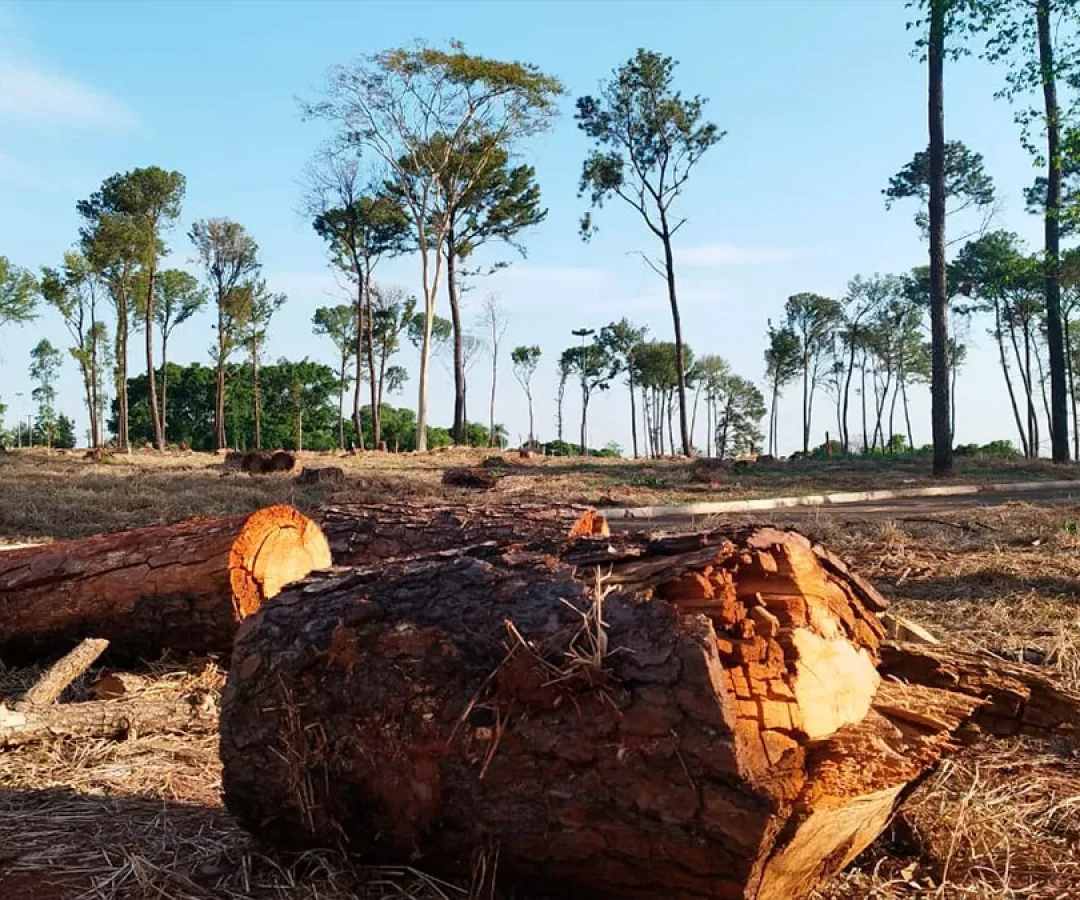 ilha-news-reflorestamento-parque-da-mantiqueira-area-de-lazer-cidade-da-crianca