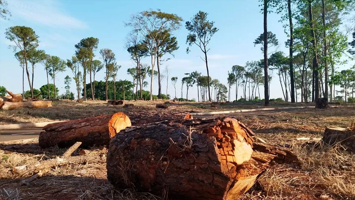 ilha-news-reflorestamento-parque-da-mantiqueira-area-de-lazer-cidade-da-crianca