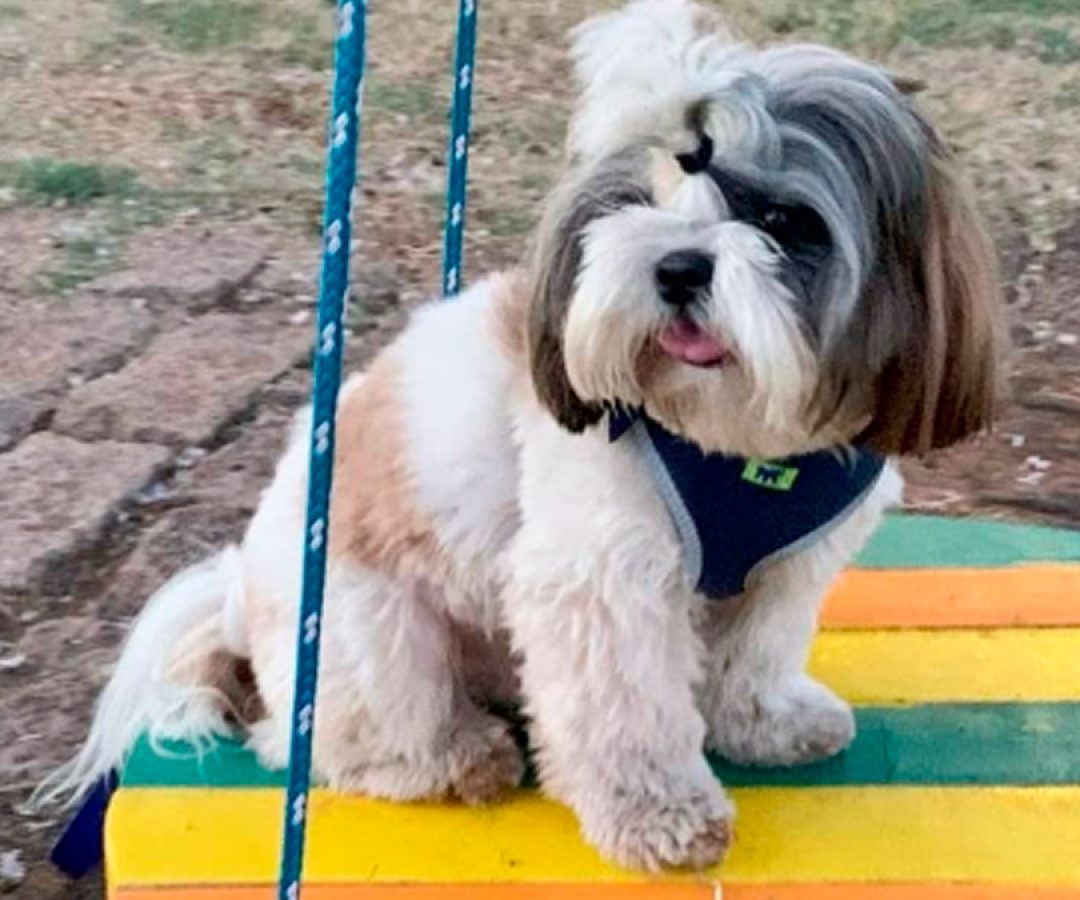 ilha-news-tomate-murilo-lima-pet-park-ilha-solteira