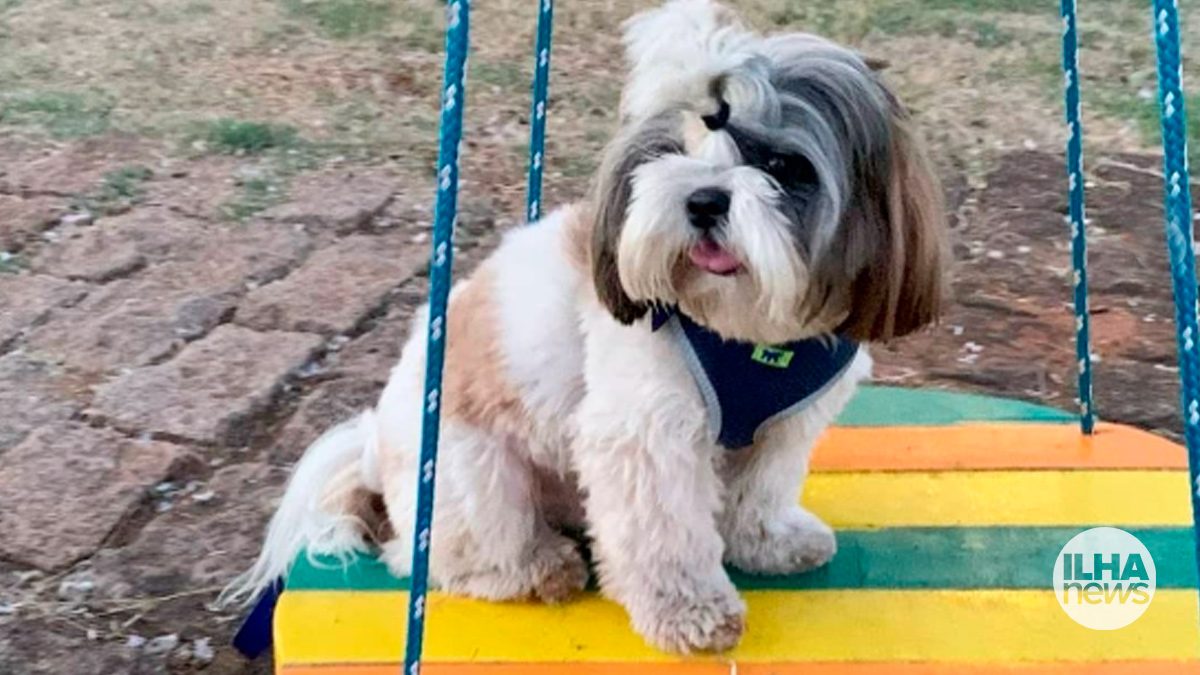 ilha-news-tomate-murilo-lima-pet-park-ilha-solteira