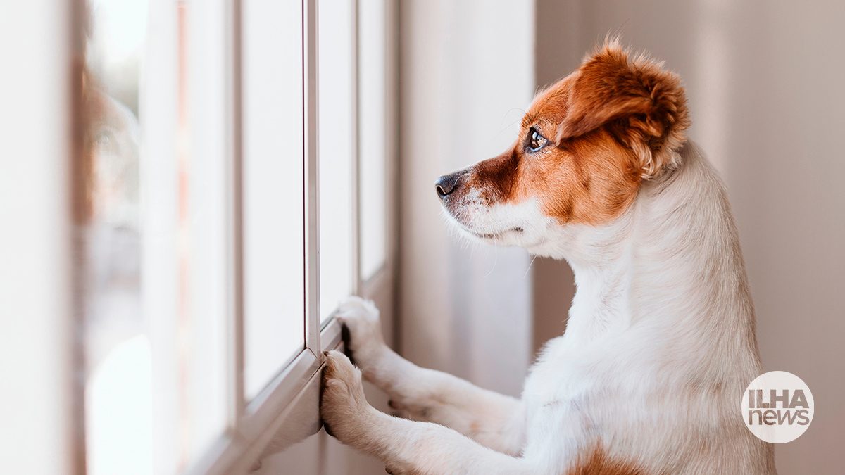 ilha-news-tribunal-de-justica-pensao-alimenticia-animal-de-estimacao-ilha-solteira