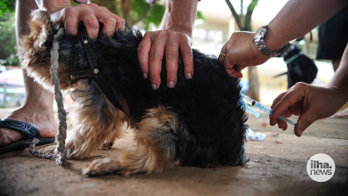 ilha-news-vacinaca-contra-raiva-ilha-solteira