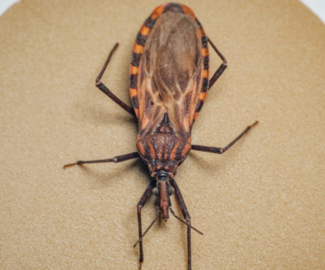 ilha-news-vigilancia-epidemiologica-doenca-de-chagas-barbeiro-ilha-solteira