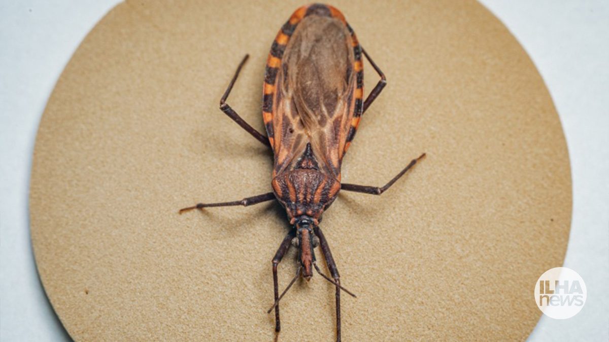 ilha-news-vigilancia-epidemiologica-doenca-de-chagas-barbeiro-ilha-solteira