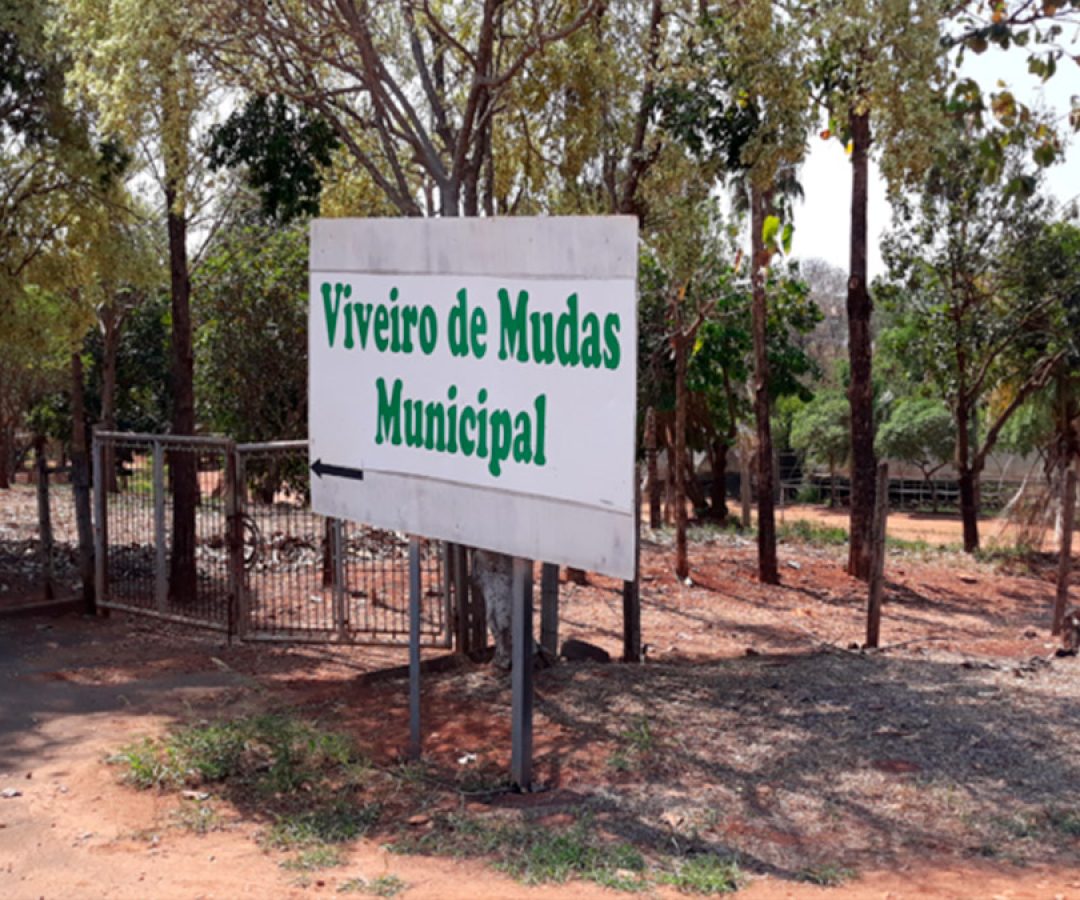 ilha-news-viveiro-de-mudas-municipal-ilha-solteira