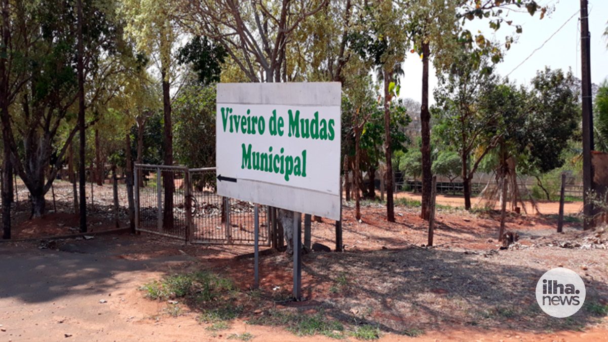 ilha-news-viveiro-de-mudas-municipal-ilha-solteira