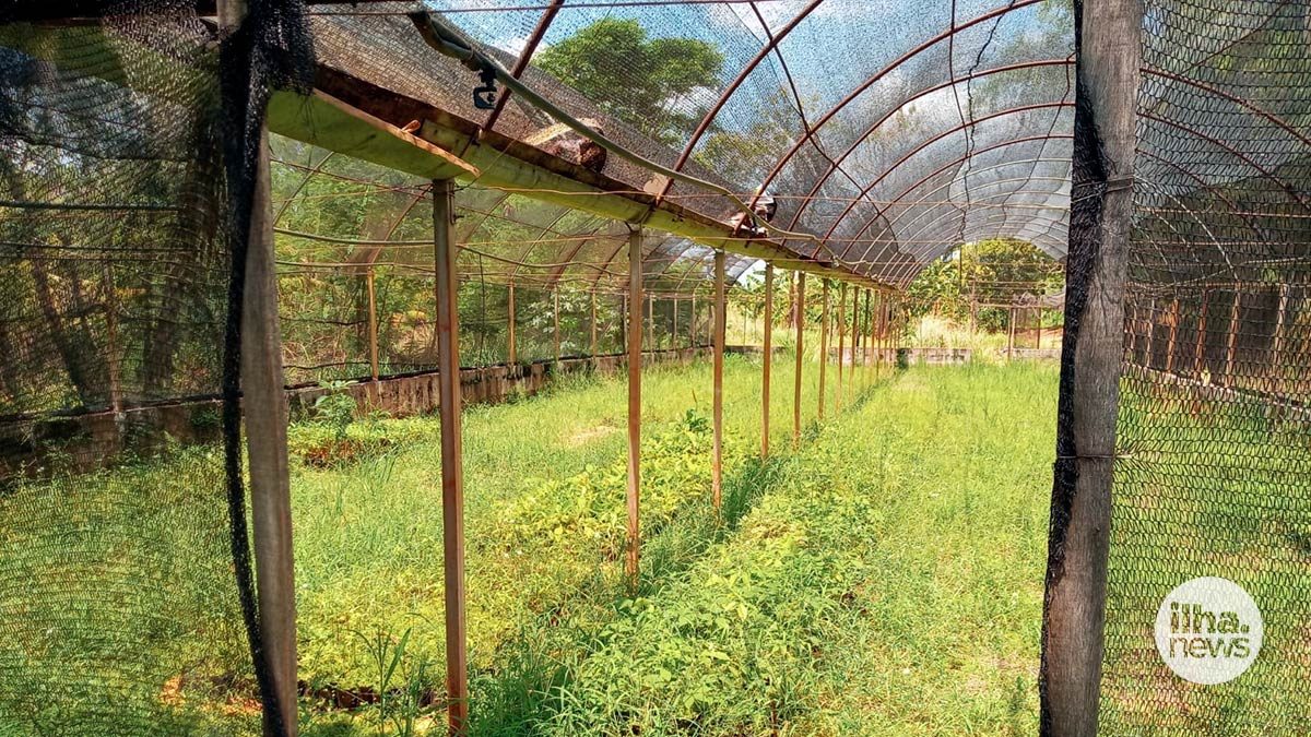 ilha-news-viveiro-de-mudas-municipal-prefeitura-de-ilha-solteira