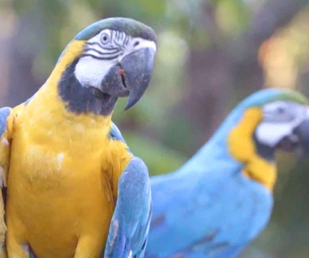 ilha-news-webserie-ctg-brasil-zoologico-ilha-solteira