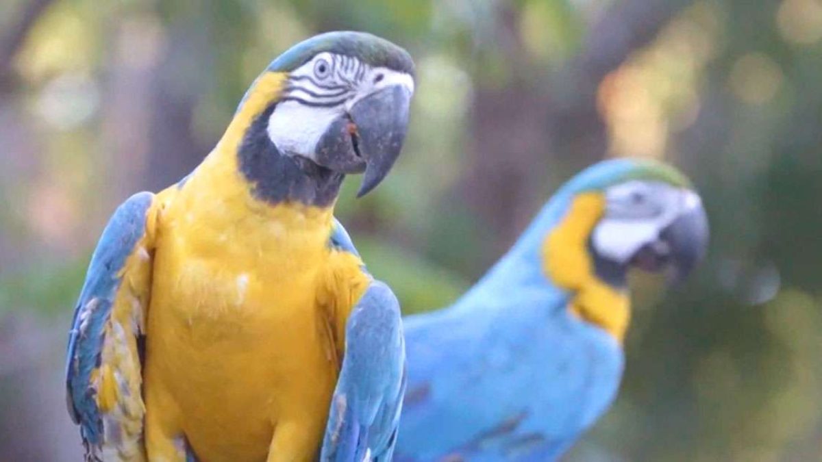 ilha-news-webserie-ctg-brasil-zoologico-ilha-solteira