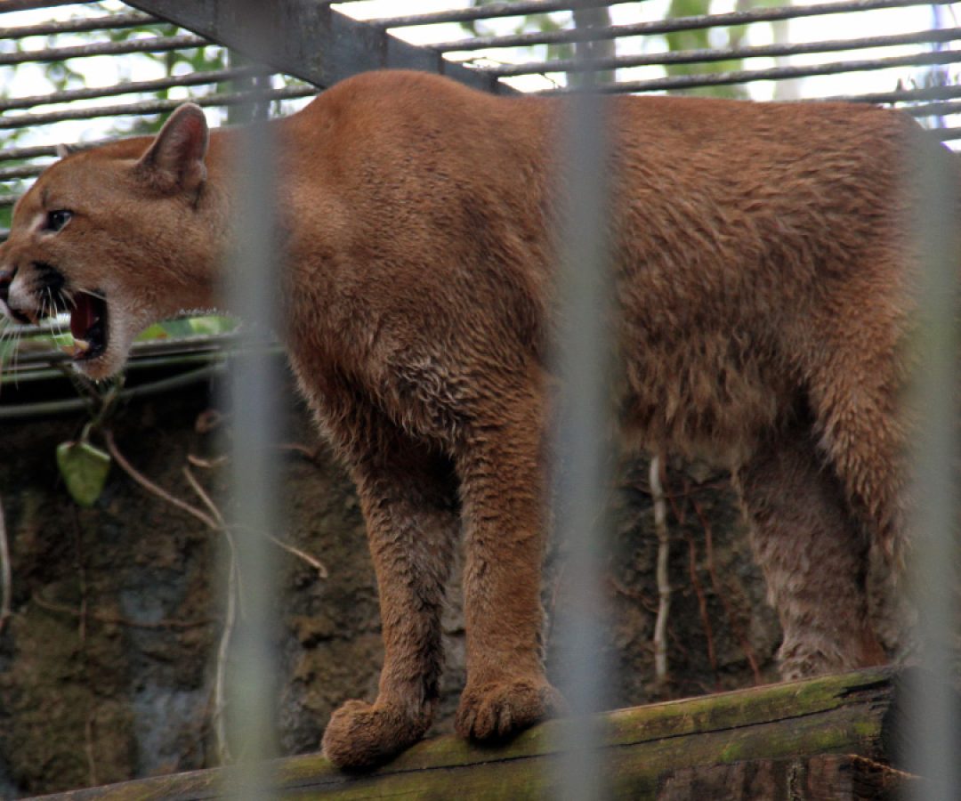 ilha-news-zoologico-de-ilha-solteira-encerra-visitacao-publica