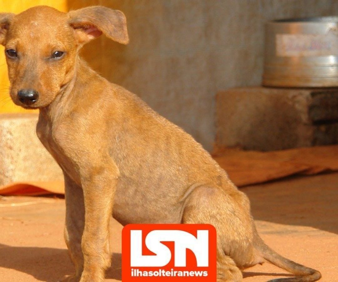 ilha-solteira-news-abrigo-animais ilha-solteira-news-abrigo-animais