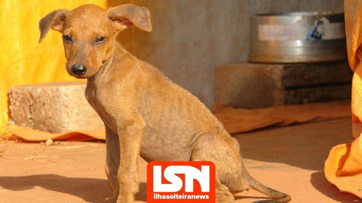 ilha-solteira-news-abrigo-animais