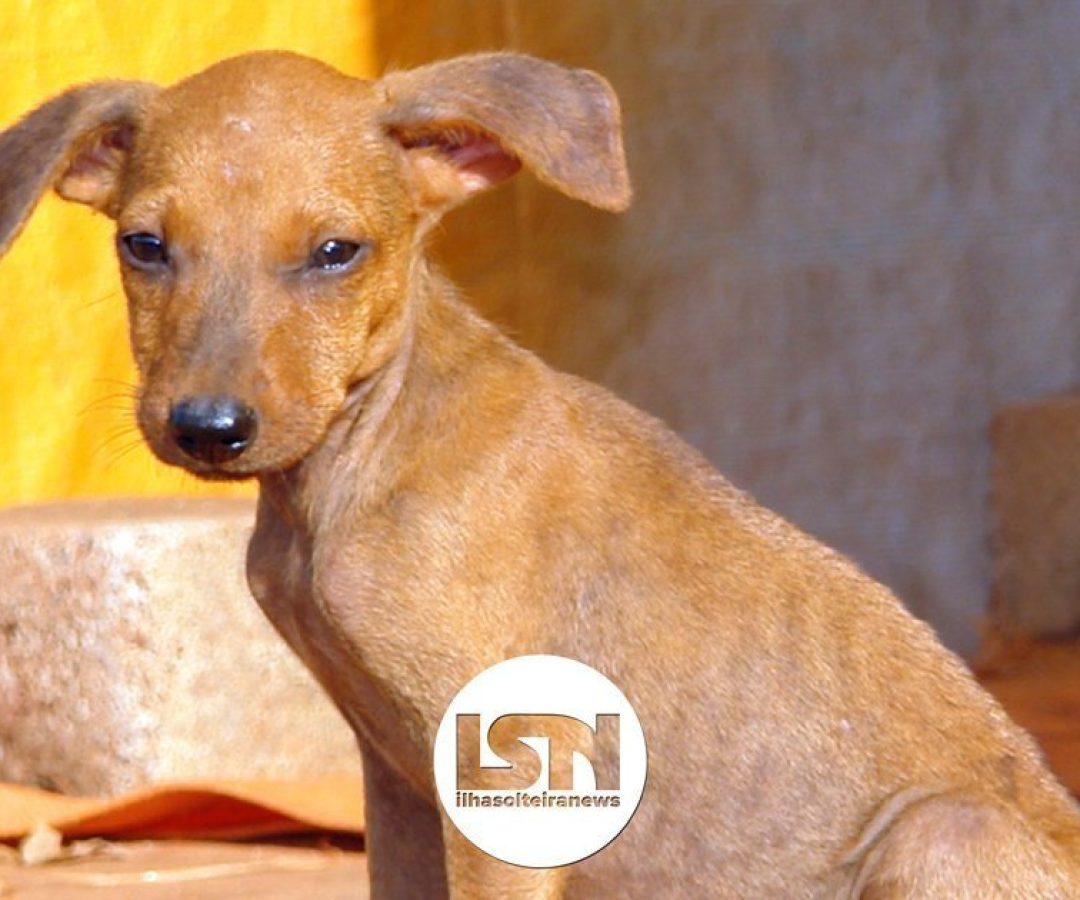 ilha-solteira-news-abrigos-animais-nota-esclarecimento-chamamento-publico