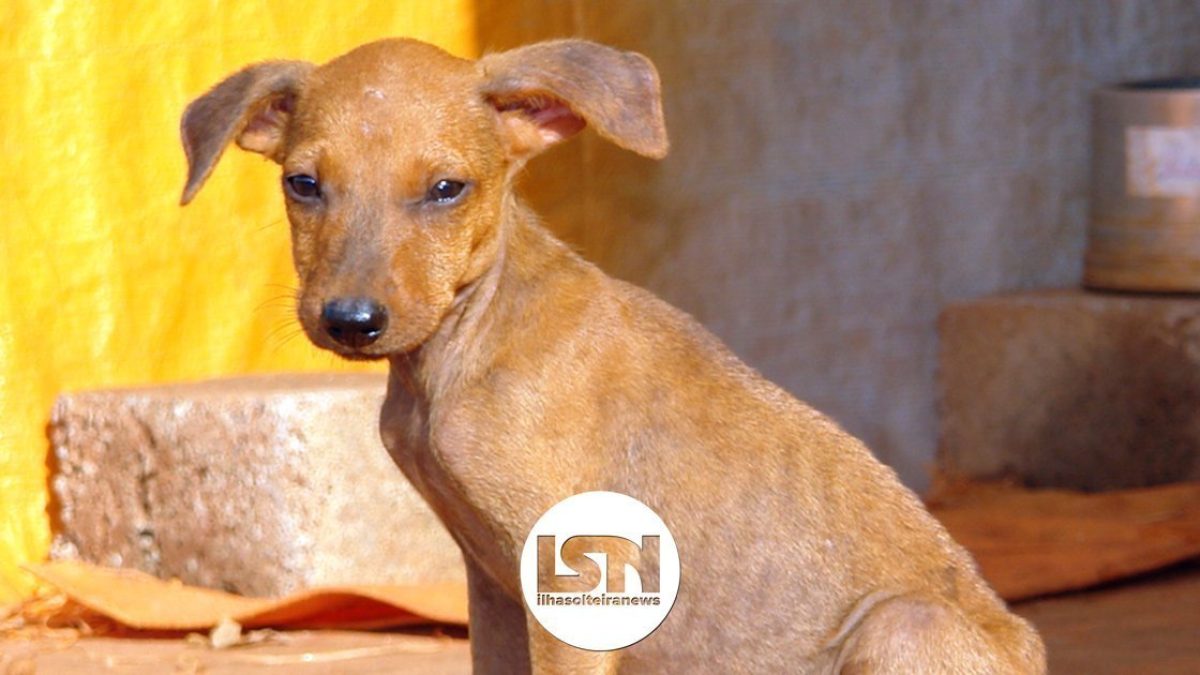 ilha-solteira-news-abrigos-animais-nota-esclarecimento-chamamento-publico