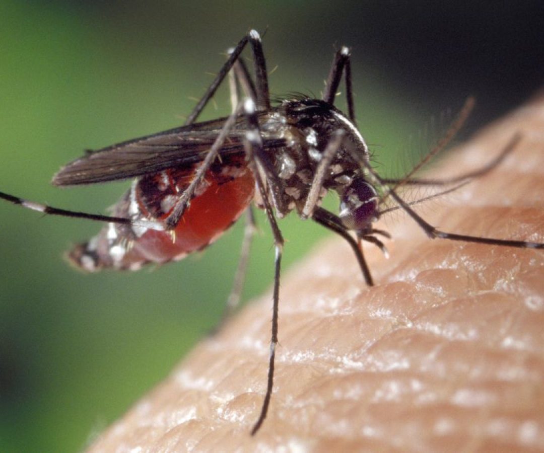 ilha-solteira-news-aedes-aegypti-chikungunya