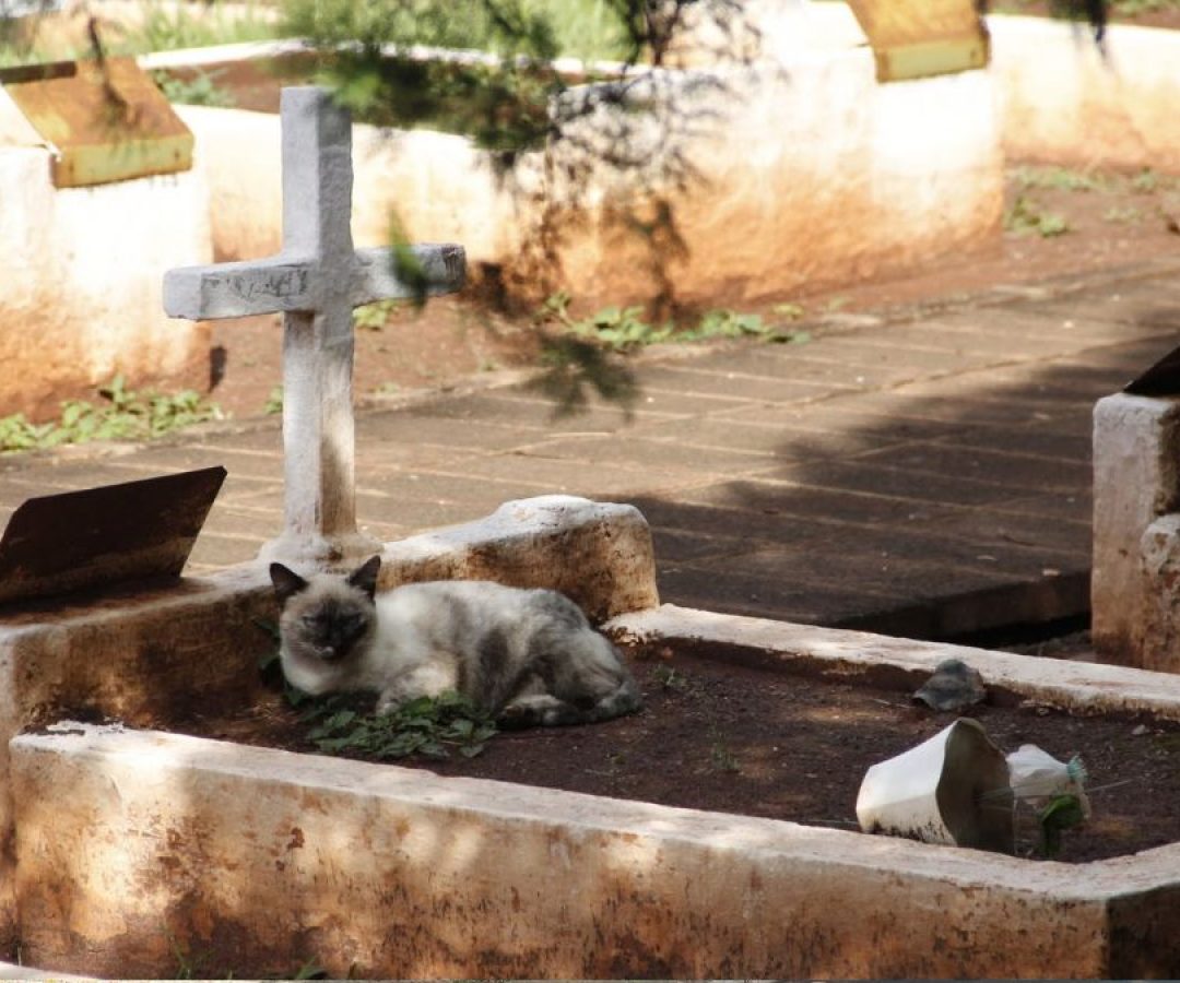 ilha-solteira-news-alex-rocha-quer-regulamentacao-sepultamento-caes-gatos-com-seus-tutores