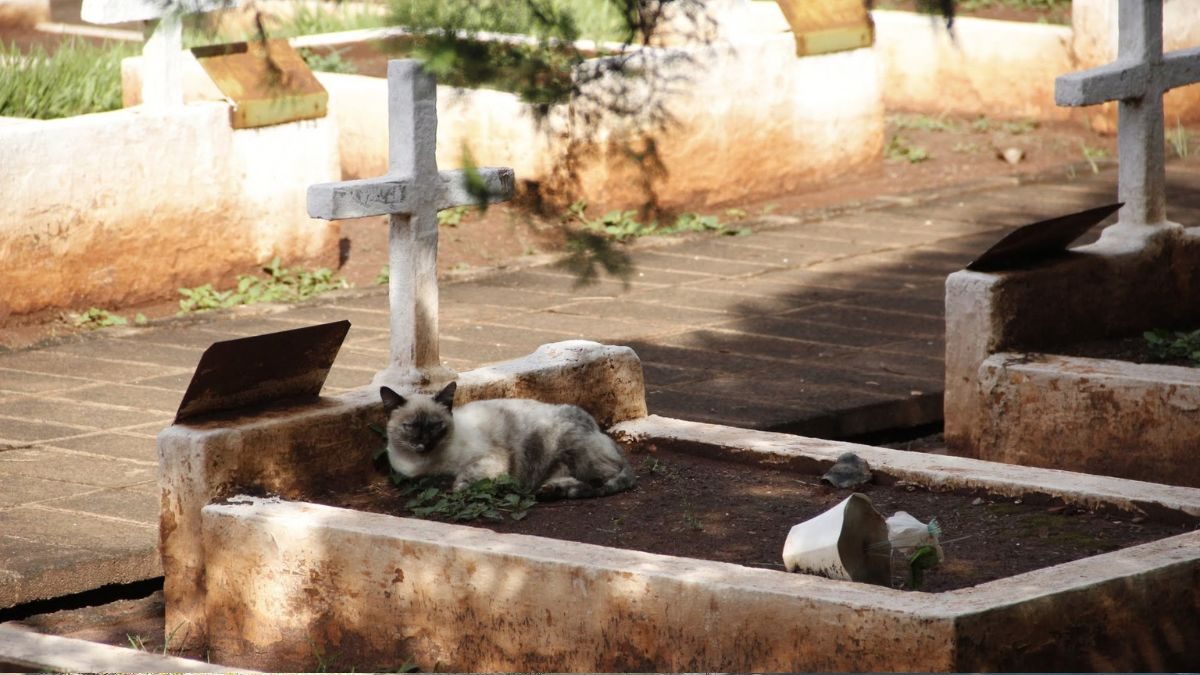 ilha-solteira-news-alex-rocha-quer-regulamentacao-sepultamento-caes-gatos-com-seus-tutores