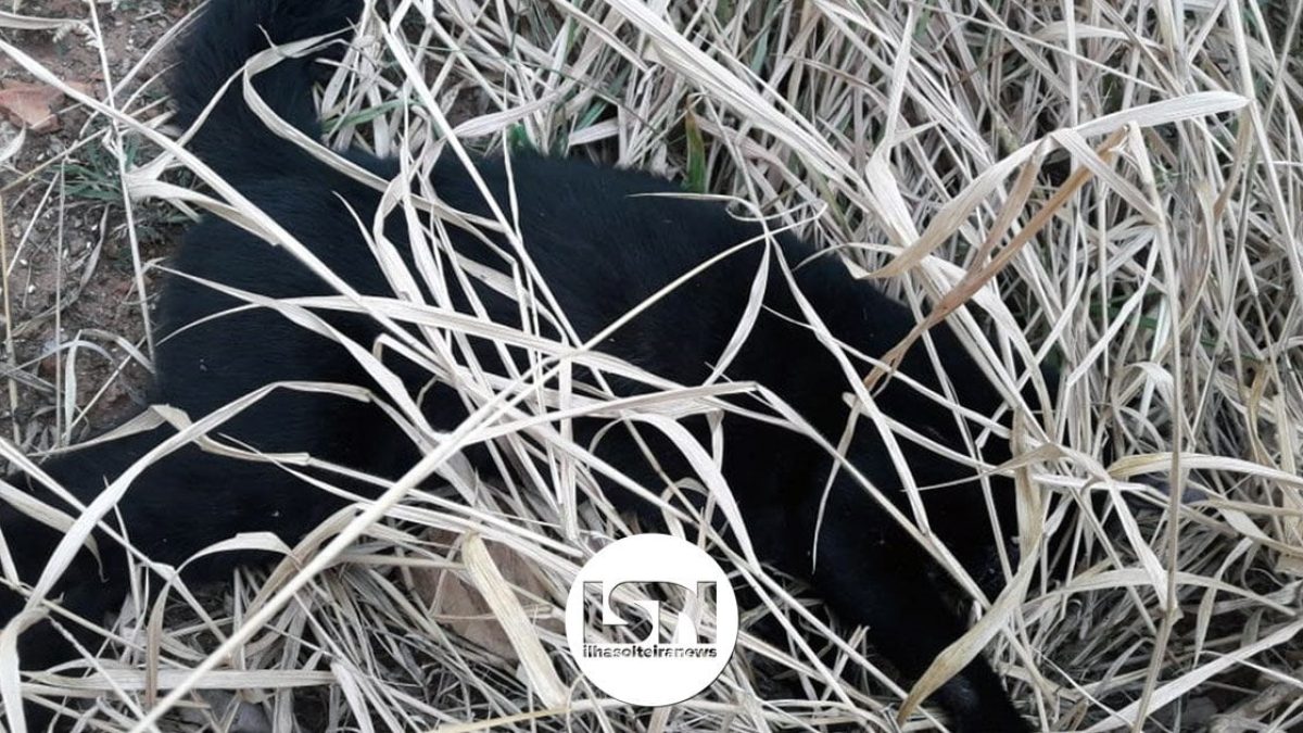 ilha-solteira-news-animais-envenenados-bairro-bela-vista