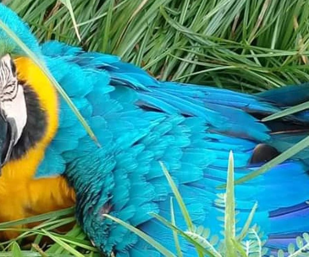 ilha-solteira-news-arara-caninde-valentim-gentil-zoologico