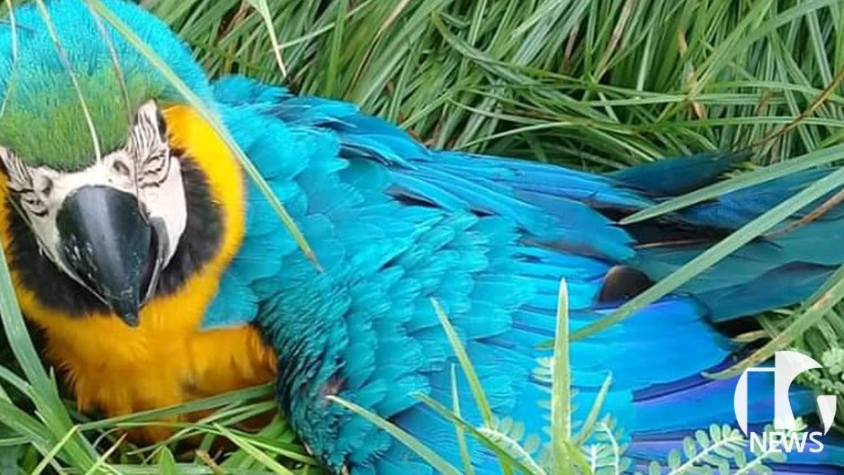 ilha-solteira-news-arara-caninde-valentim-gentil-zoologico