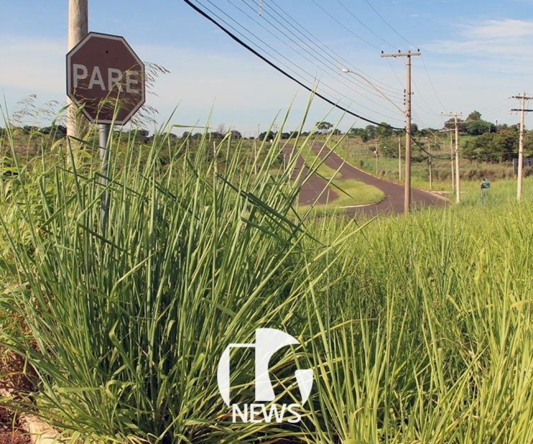 ilha-solteira-news-bairro-morada-do-sol-mato-alto ilha-solteira-news-bairro-morada-do-sol-mato-alto
