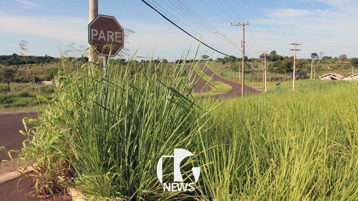 ilha-solteira-news-bairro-morada-do-sol-mato-alto