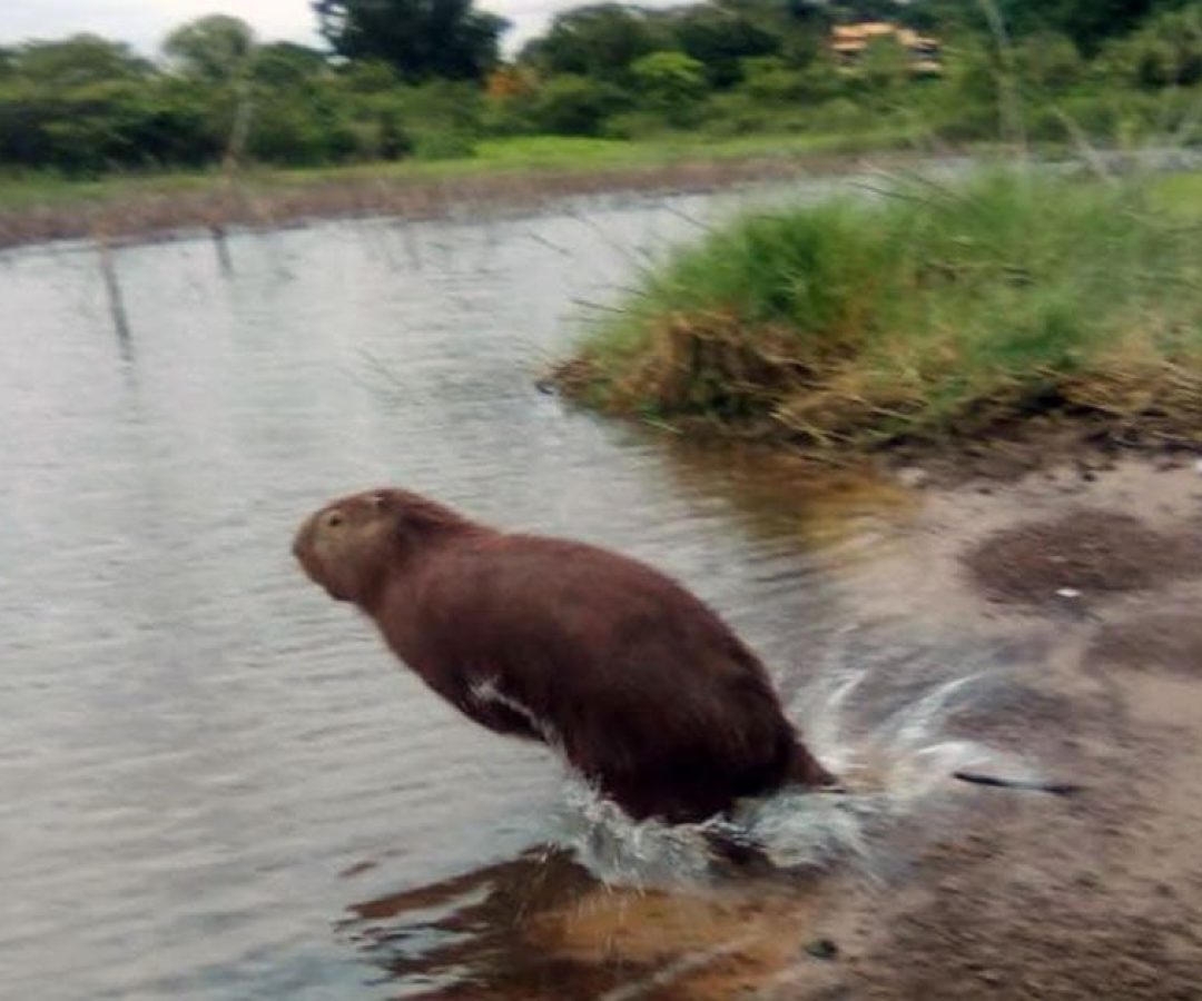 ilha-solteira-news-bombeiros-capivara
