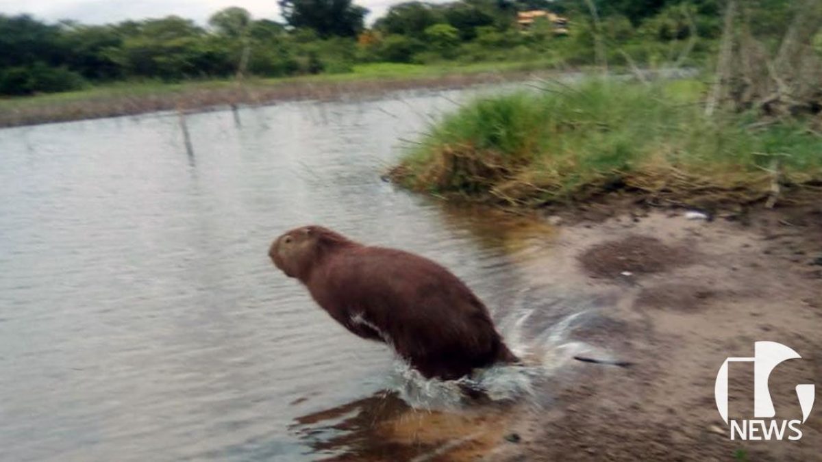 ilha-solteira-news-bombeiros-capivara