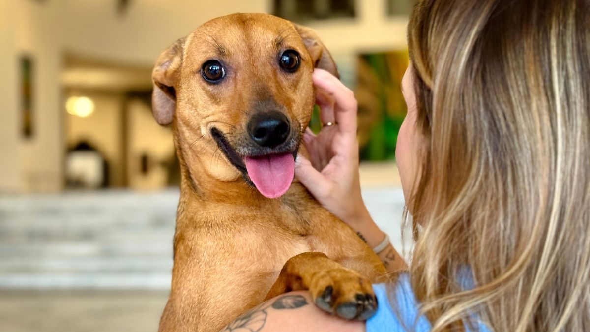 ilha-solteira-news-caes-gatos-sepultados-jazigos-familiares